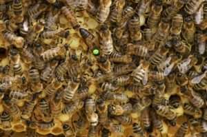 strong hives