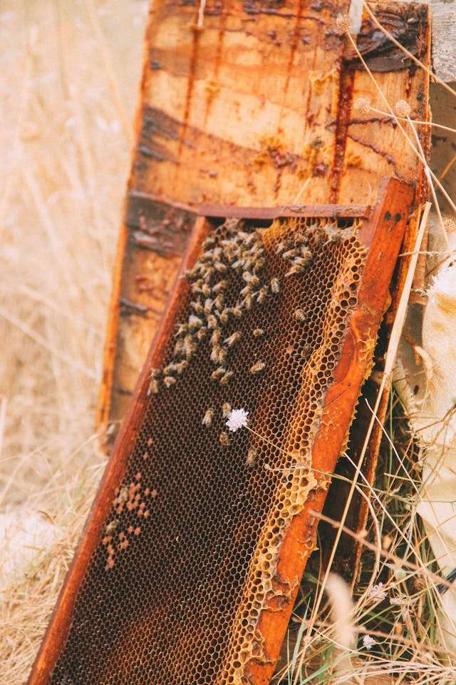 Beekeeping Therapy