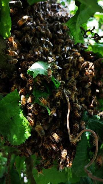 wild honey bees nests