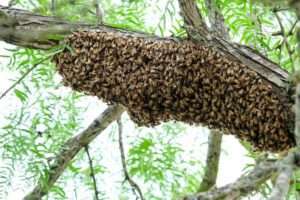 installing honeybees