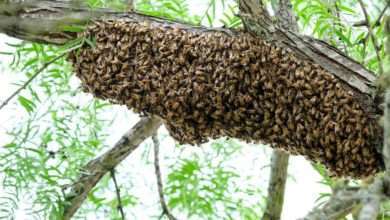 installing honeybees