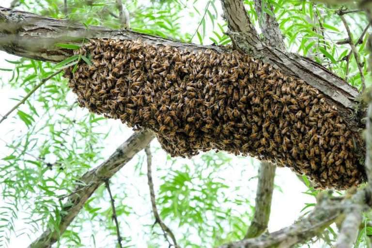 installing honeybees