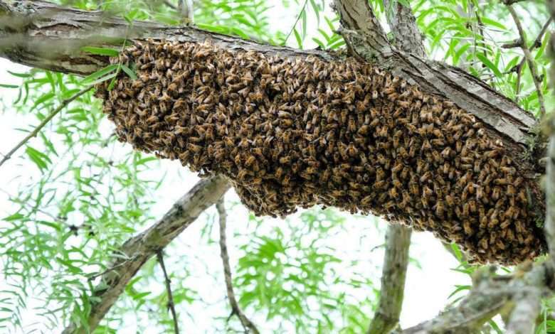 installing honeybees