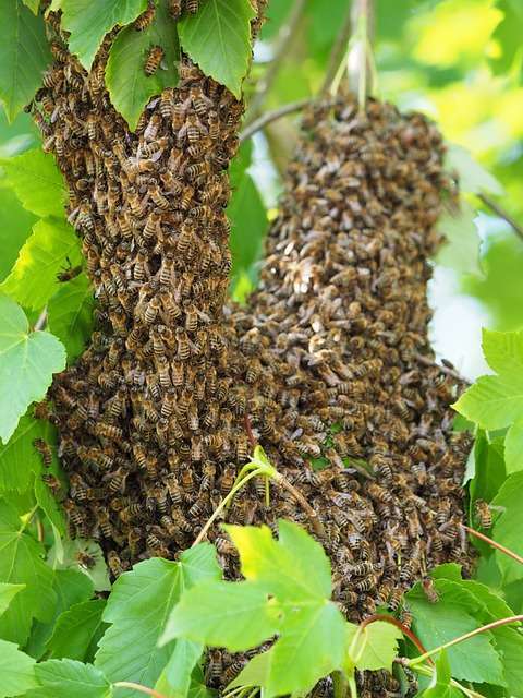 swarm season bees