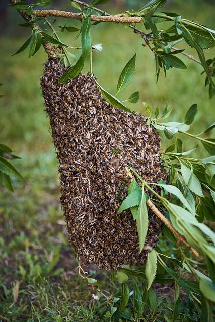 swarm catcher honey bees