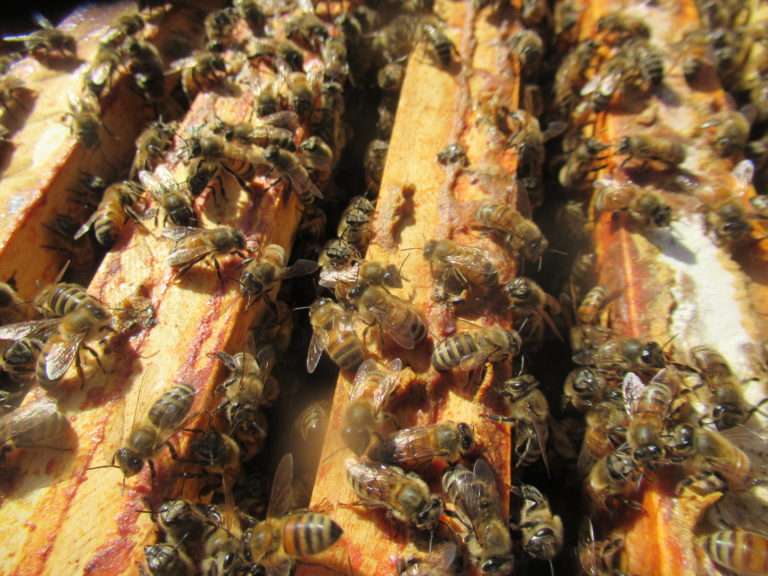 Integrated Pest Management