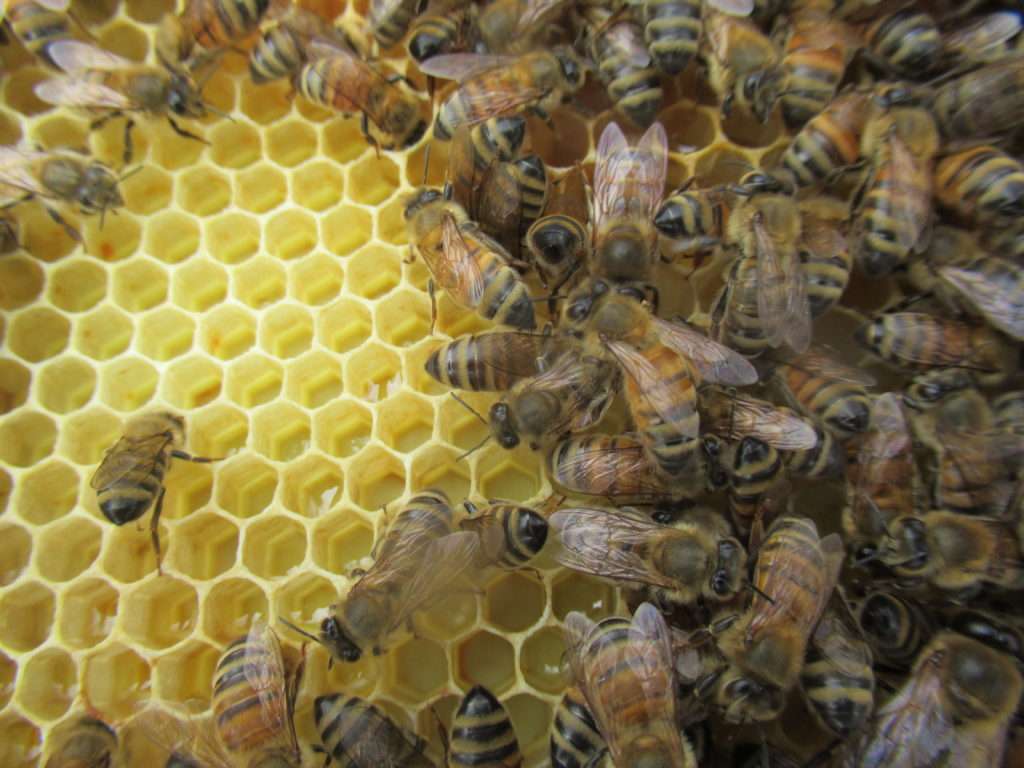 Sustainable beekeeping
