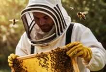 Crucial Mistakes to Avoid When Starting Out as a Beekeeper